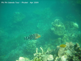 20090420 Phi Phi Island - Maya Bay- Koh Khai  162 of 182 